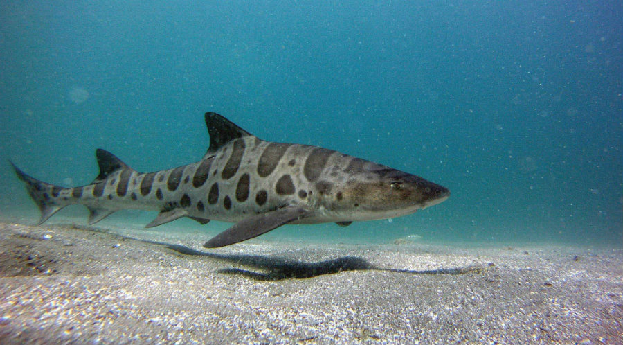 Hundreds Of Leopard Sharks Are Dying In San Francisco Bay