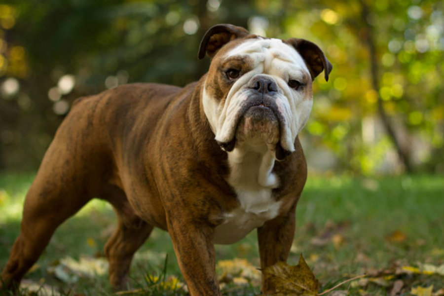 Other growers have started to complain, stating the mix cannot be called a purebred real English bulldog, so the mixed result is known as the ‘Continental Bulldog.' Image Credit: Next Day Pets