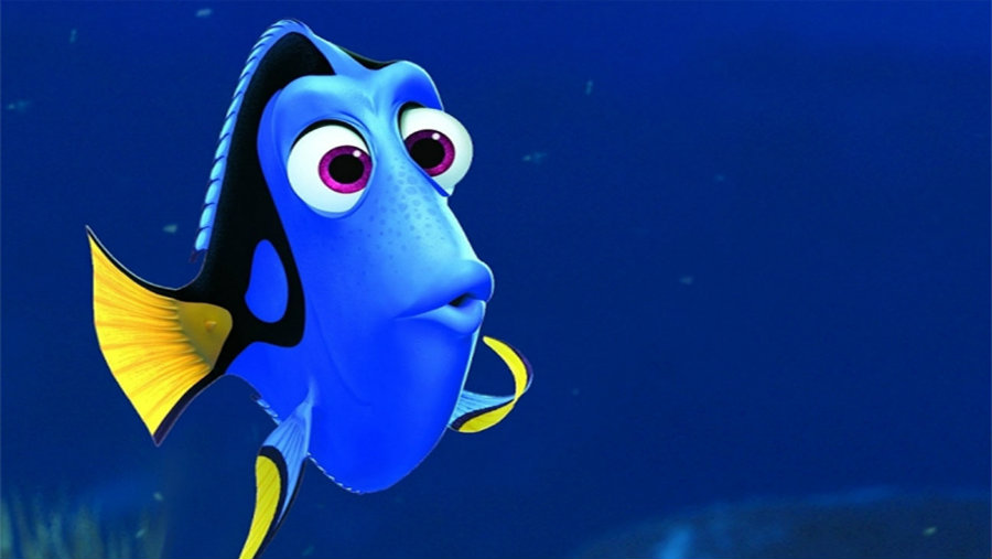 For the first time, researchers at the University of Florida  have raised in captivity the Pacific Blue Tang fish, also known as Dory, like the little blue fish from Finding Nemo. Photo creidit: Pixar / Hollywood Reporter