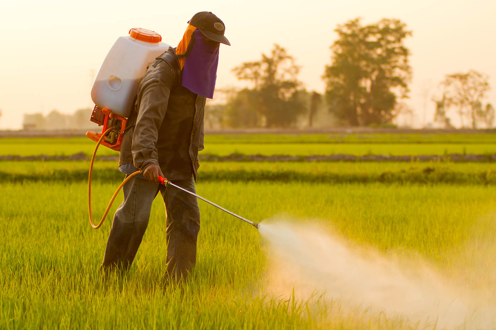 A new study has discovered that pesticides used by farmers act as ‘birth control’ for male bees, which may help explain the massive decline in bee’s populations. Photo credit: Inhabitat