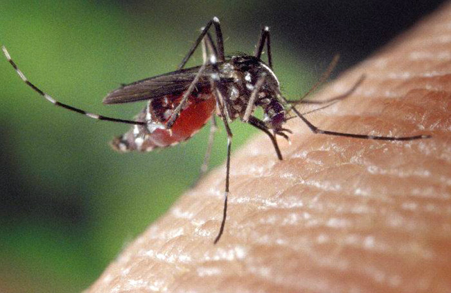 The Michigan Department of Health and Human Services confirmed Friday the first human case of West Nile virus in the state in 2016. Photo credit: Bill Clark Bugsperts