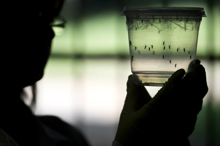 Florida’s health officials are conducting researches about a second possible Zika case spread by locally infected mosquitoes. Photo credit: Nelson Almeida / AFP / Getty Images / Time