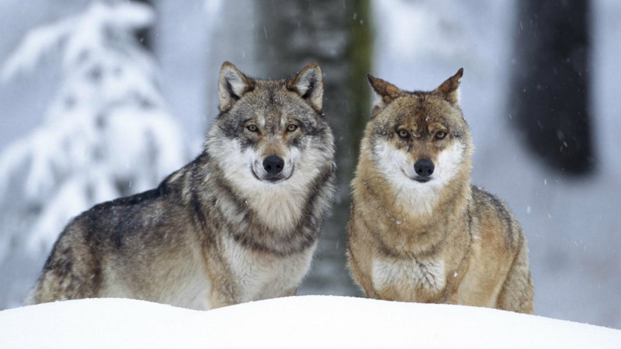 Biologists from the University of California Los Angeles have found that gray wolves, red wolves, and the eastern wolves are one type of wolf. Photo credit: Cornelia Doerr / Age Fotostock / Getty Images / Reference