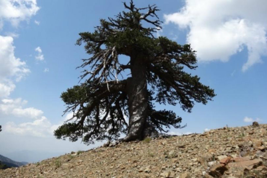 Adonis' beauty has been found thanks to international researchers, led by a Swedish dendrochronologist named Paul J. Krusic. Image Credit: Live Science