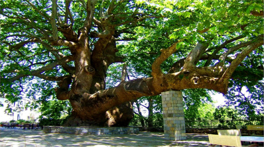 Pretty much like the Bosnian Pine Tree, the Plane Tree of Tsagarada is one of the oldest trees in the world. Image Credit: Discovery