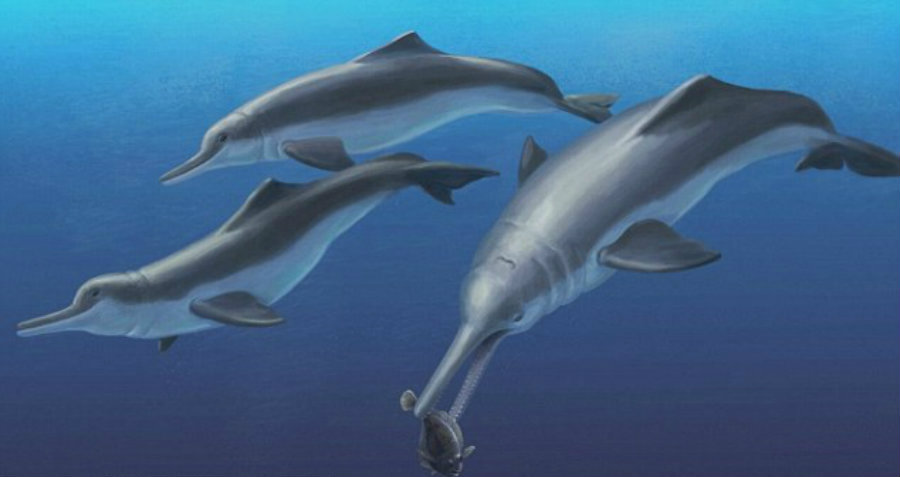 An artistic reconstruction of a pod of Arktocara yakataga, swimming offshore of Alaska. Image Credit: Daily Mail