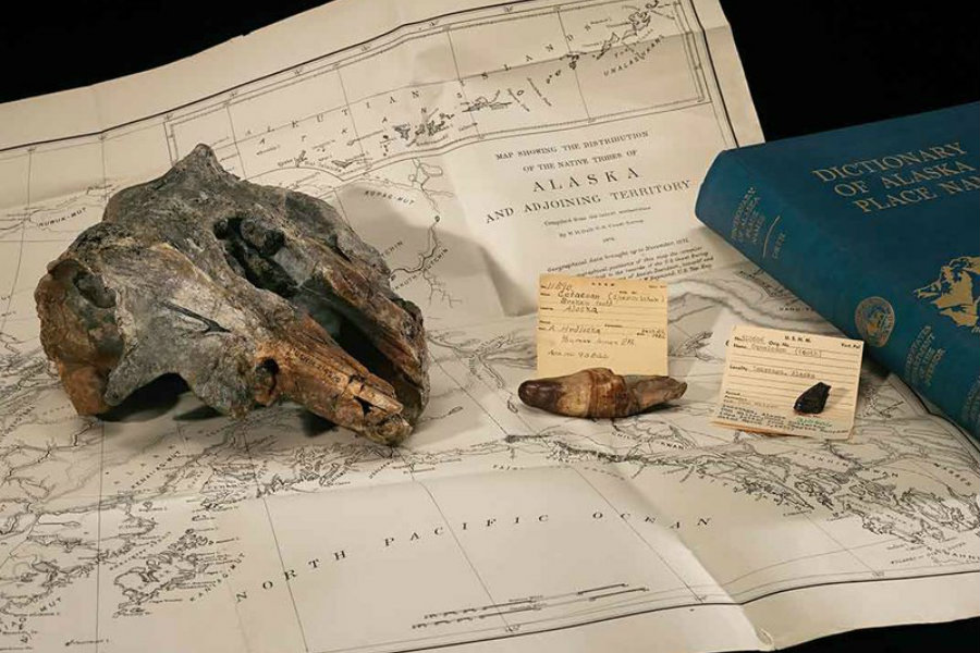 The skull of Akrtocara yakataga rests on an 1875 ethnographic map of Alaska. Image Credit: Smithsonian Mag