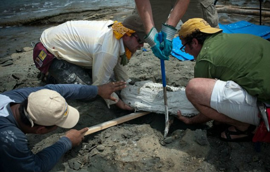 The dolphin fossil had been waiting to be discovered inside the Smithsonian for over five decades. Image Credit: Smithsonian Mag