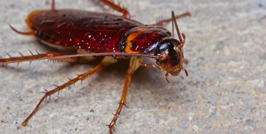 American cockroaches tend to travel more in southern states, and they commonly do it as a way of looking for food. Image Credit: Some eCards