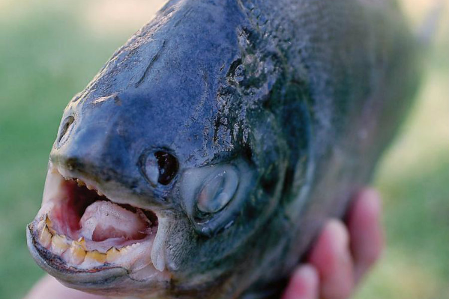 Pacu teeth's tend to have straight and with a square form, which resembles them to a human bite. Image Credit: Live Science