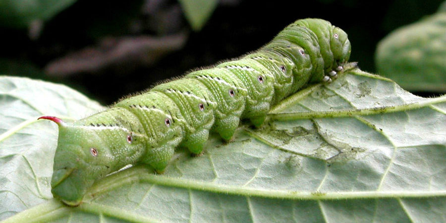 The characteristic Tobacco hornworm moth was genome sequenced by researchers in an effort to answer scientitic questions about the caterpillar's immunodefense properties. Image Credit: UGA