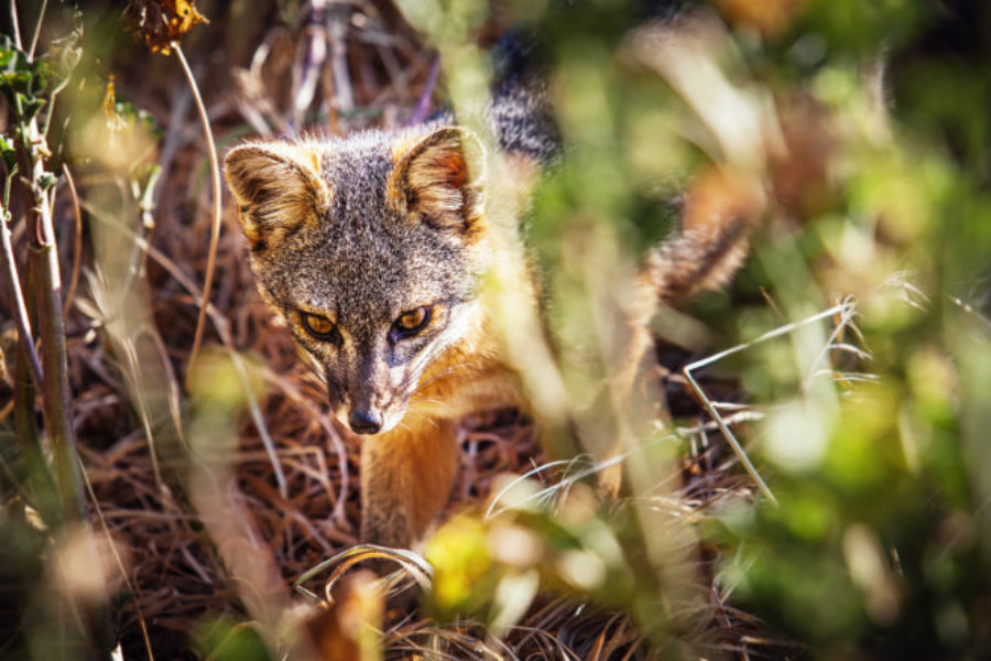 It is the isolation of the island fox what has led the animal vulnerable to diseases that the domestic dog might carry. Image Credit: Nature