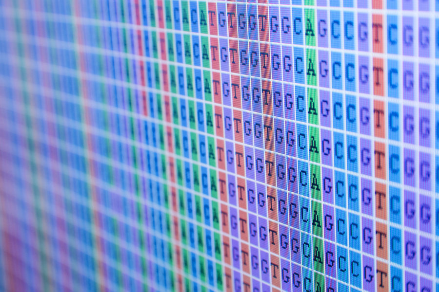 The Hornworm's genome sequencing is easy with the 4-inch-long worm, and determining the primary structure in the species core DNA. Image Credit: Generic Literacy Project