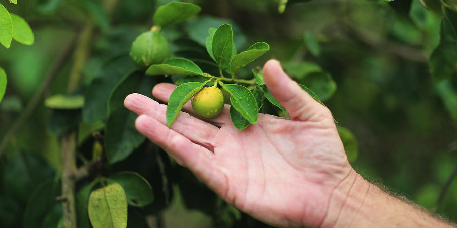 Currently, the harvest is about 74 million boxes produced each season, but the decline is imminent. Image Credit: NPR