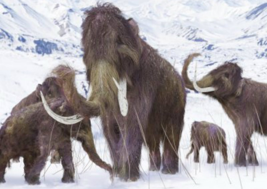 Researchers from the recent survey assure that the Earth was warming up, and the ice on the planet was melting. This caused sea levels to rise and the island where the mammoth’s lived slowly reduced. Image Credit: IBT