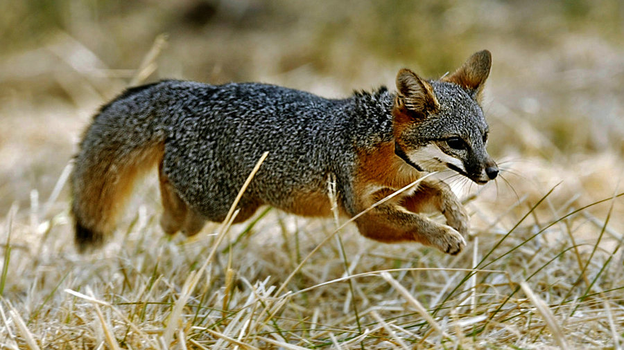 A fourth tiny fox species from Santa Catalina Island is also registering positive results by being reclassified from endangered to threatened. Image Credit: NPR