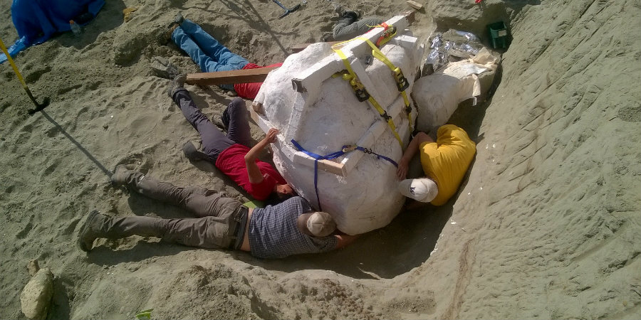 Paleontologists at Burke prepare to remove the fossil from its original location. Image Credit: Washington Edu