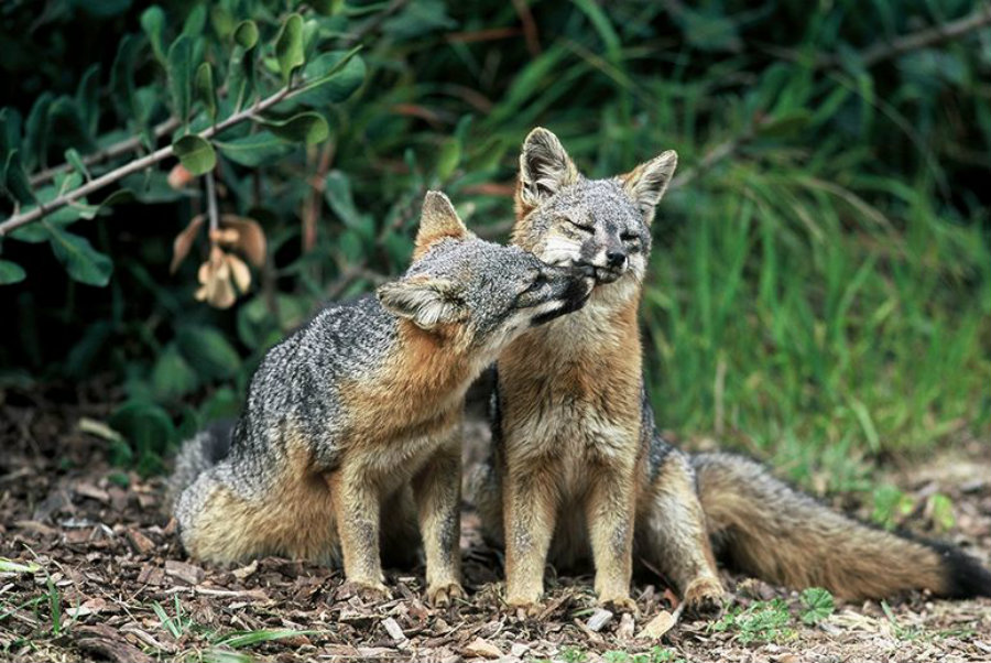 Thanks to these efforts there is today almost 6,000 tiny foxes on the islands off the coast of Southern California. Image Credit: IGN