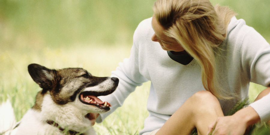 For decades, we humans have believed that our dogs reacted to the intonation of the words we spoke to them, rather than thinking dogs understood the words coming out of our mouths. Photo credit: Huffington Post / Bark Spot