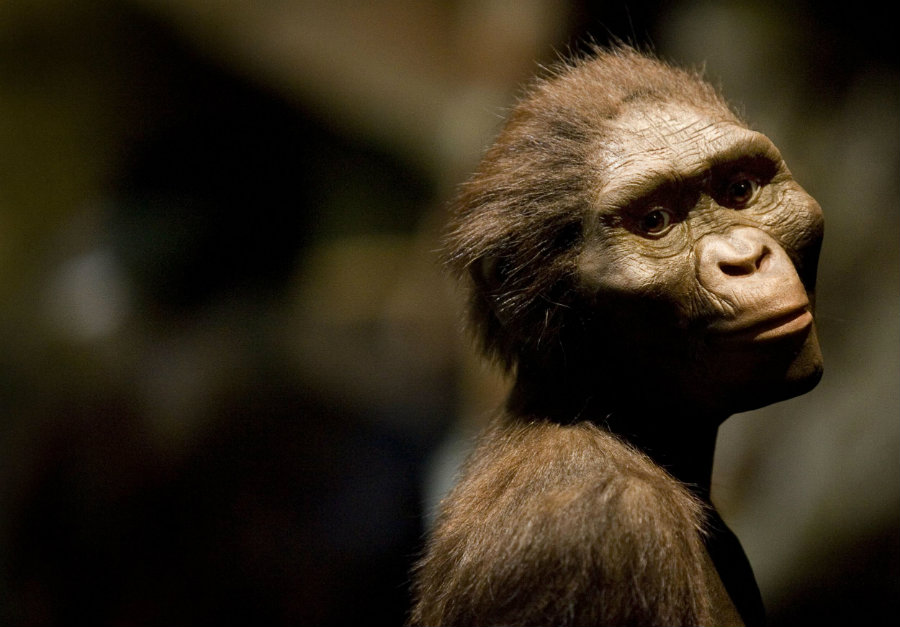 Forty percent of Lucy’s skeleton was discovered in 1974 in Ethiopia, where the valuable pieces of this member of the species Australopithecus afarensis were usually kept. Photo credit: Dave Einsel / Getty Images / Independent