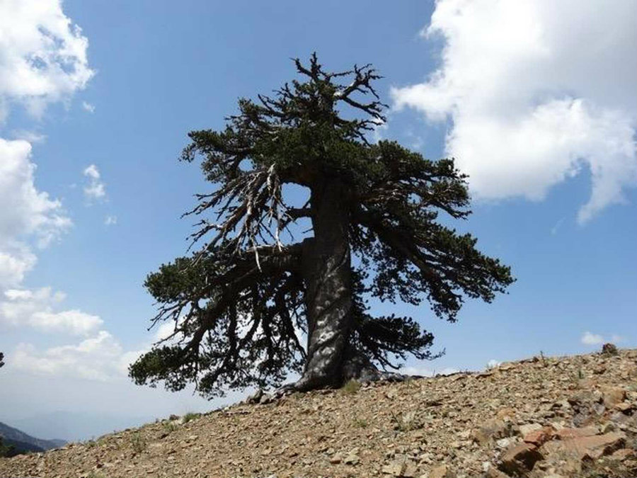 Scientists were looking for hints about the story of climate change and human influences when they found a 1,075-year old Pinus Hel dreich ii, known as Bosnian pine, which is the oldest known living tree in Europe. Photo credit: Dr Oliver Konter, Mainz / Huffingont Post