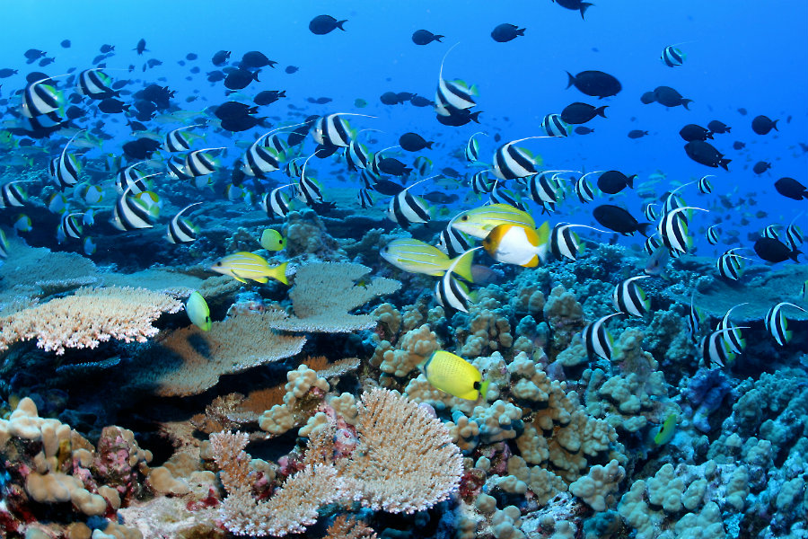 There are thousands of species living at Papahanaumokuakea, including whales, sea turtles, Hawaiian monk seals, and dolphins. Photo credit: Papahanaumokuakea Marine National Monument