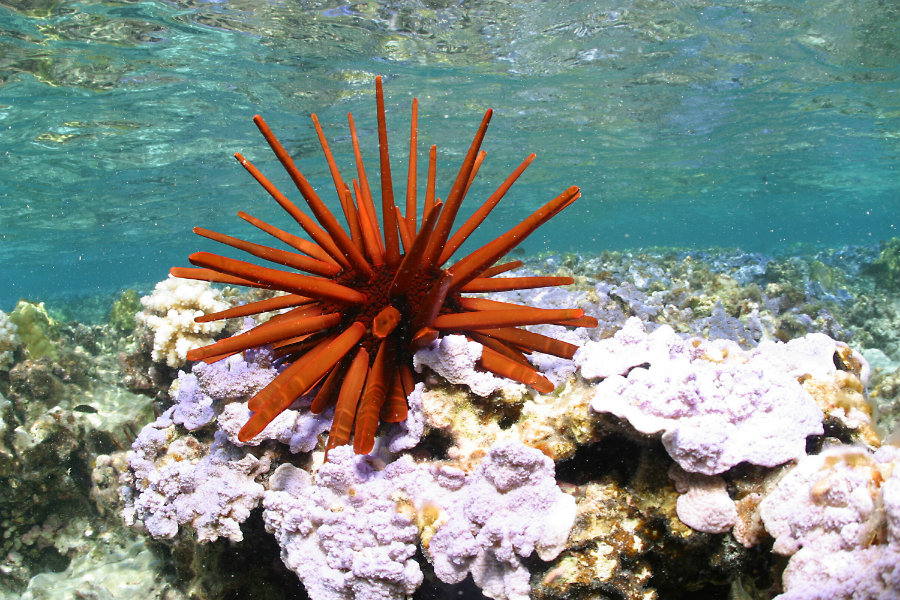 The expansion of the Papahanaumokuakea Marine National Monument will almost quadruple the size of the already existing protected area. Photo credit: USFWS / Wikipedia 