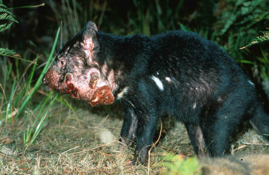 In 1996, exactly two decades ago, scientists found the first Tasmanian devils that had harrowing facial tumors. Photo credit: AAP Image / University of Sydney / The Conversation