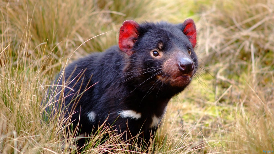 Tasmanian devils have been dwindling dramatically the past twenty years due to a strange cancer that is contagious and has killed eighty-five percent of their population. Photo credit: Wallpaper Safari