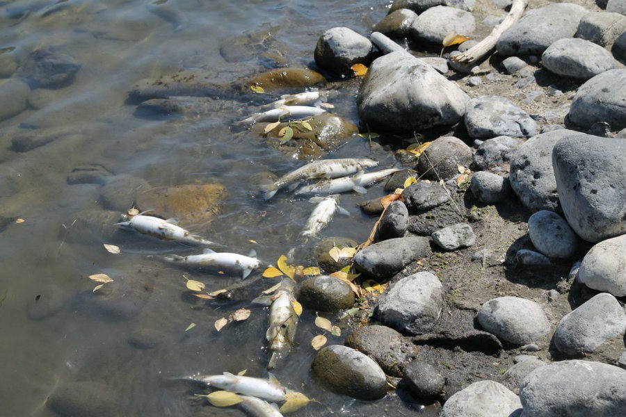 About 4,000 fish were found dead in a stretch of the Yellowstone River. Photo credit: Helenair.com