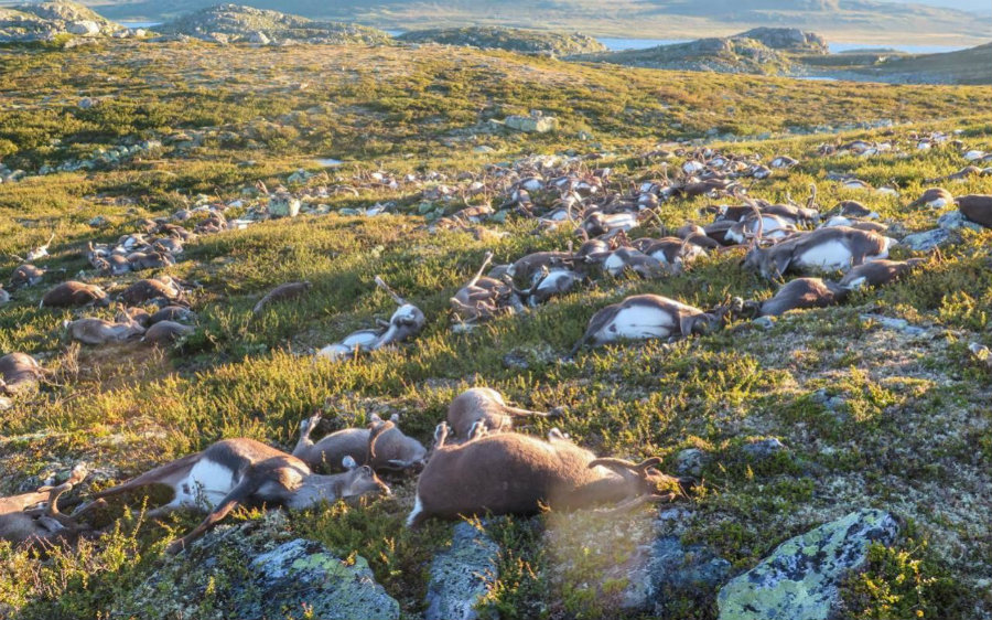 Harrowing images show  hundreds of carcasses of reindeers distributed all along the Hardangervidda mountain plateau that were killed after being struck by lightning. Photo credit: NTB SCANPIX / The Telegraph