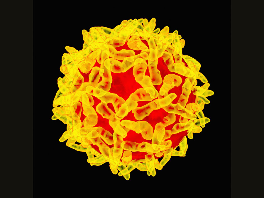 yellow-fever-outbreak