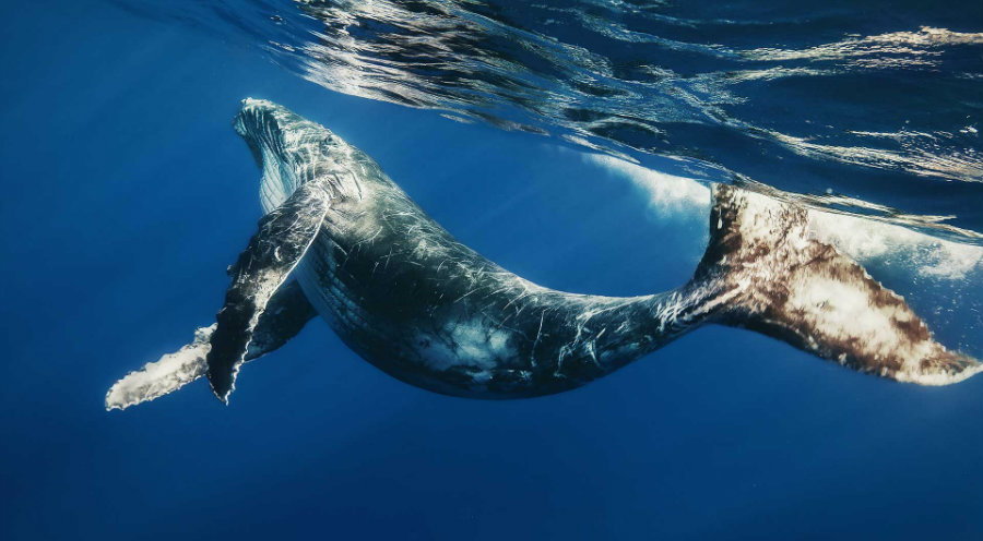 It is more efficient to kill a single blue whale that the equivalent ten tons of fish. Photo credit: Pet Central