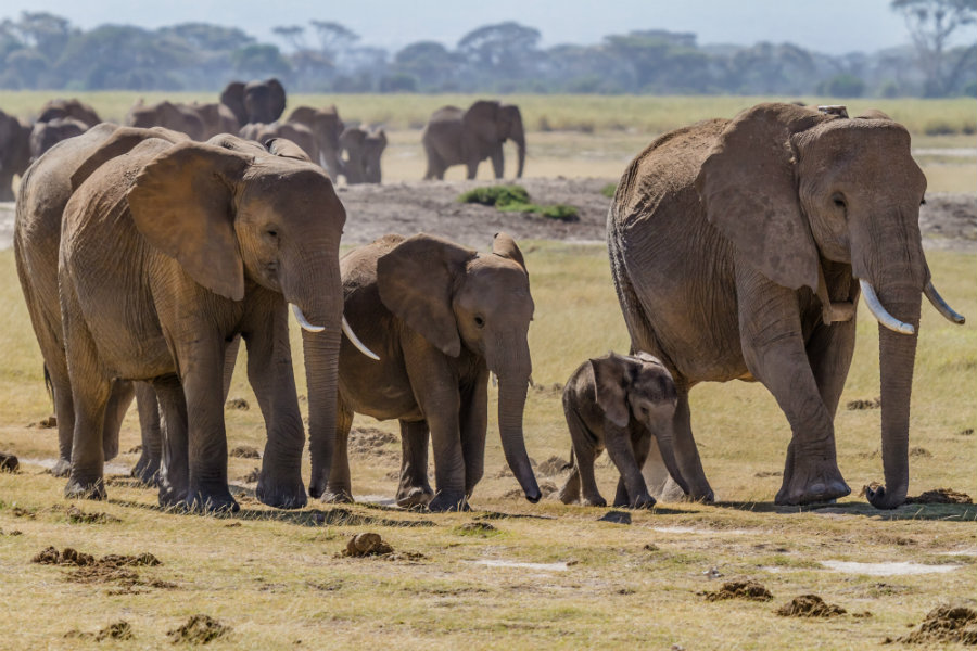 According to the Great Elephant Census, an approximate thirty percent of all the savannah elephants in Africa have been killed between 2007 and 2014. Photo credit: Wikipedia Commons 