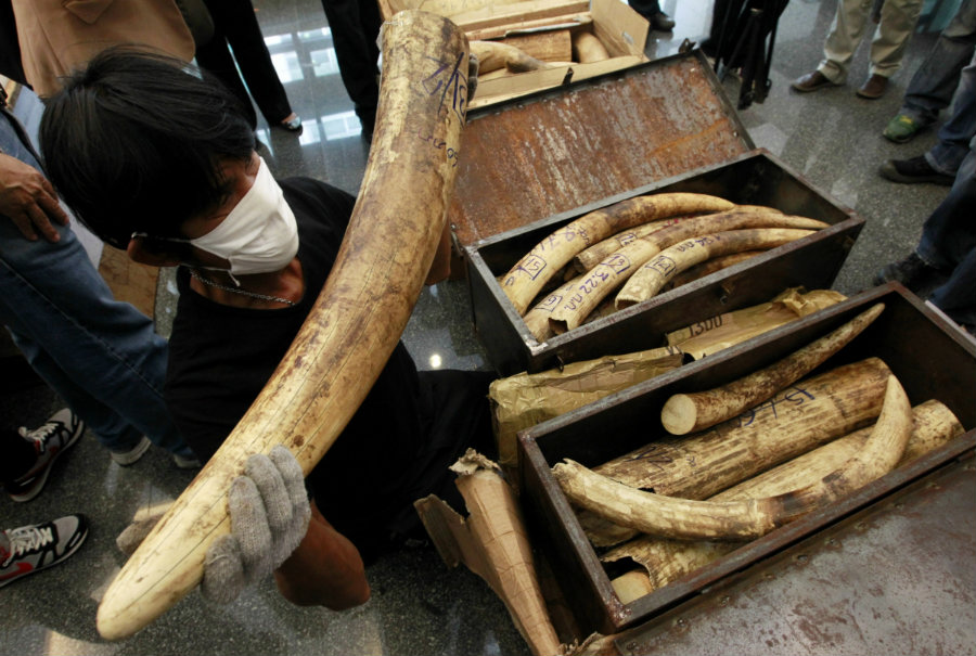 The best way to stop the crisis would be to end the ivory market and the demand for ivory products. Photo credit: Reuters / IB Times