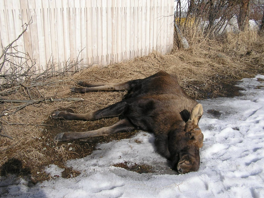 In the U.S., carfentanil is mostly used to tranquilize moose and deer, applying a dose on their back, neck or shoulders. Photo credit: Alaska Dispatch News