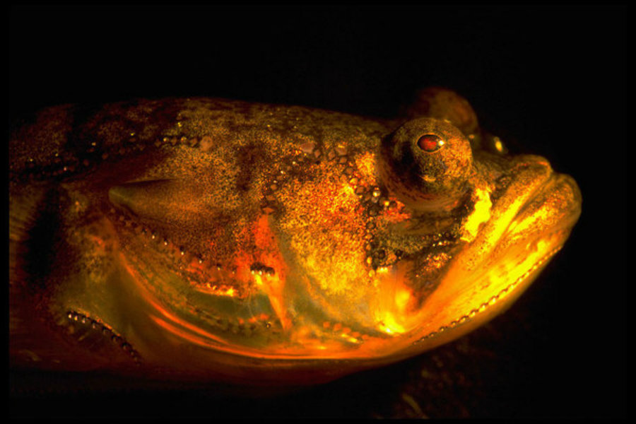 Scientists have finally discovered what makes the plainfin midshipman fish sing at night. Photo credit: Margaret Marchaterre / Cornell University / Handout / Reuters / Christian Science / Monitor