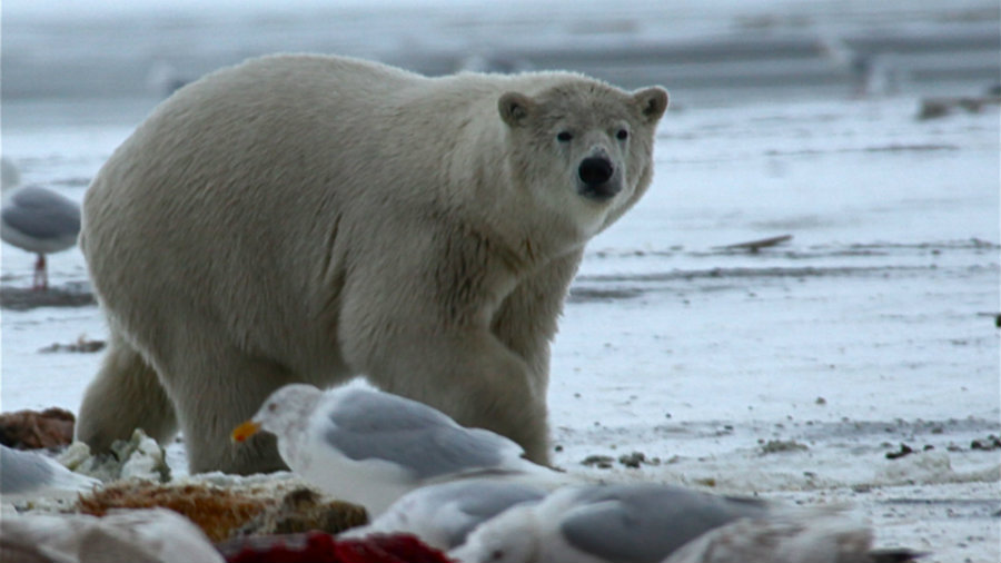 Five Russian scientists, who are in charge of the weather station on Troynoy Island, were forced to stop their work after a pack of about ten adult bears practically laid siege against them. Photo credit: PBS.org 