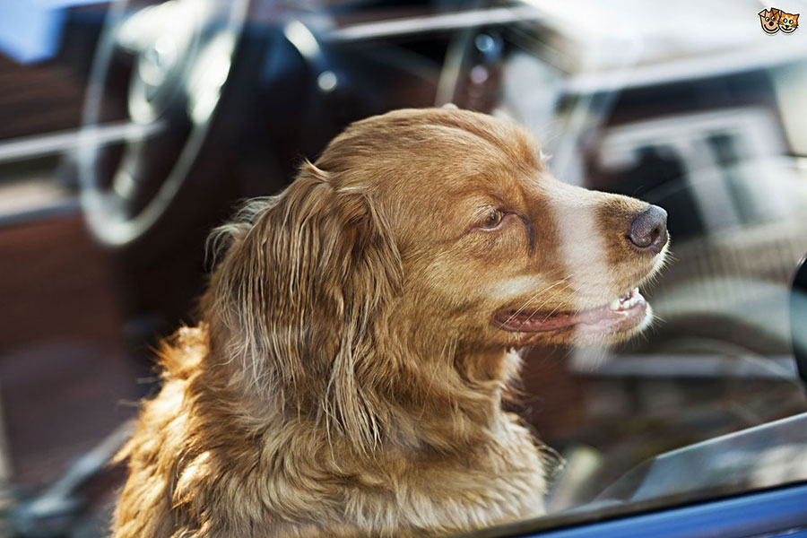 florida-dog-hot-car