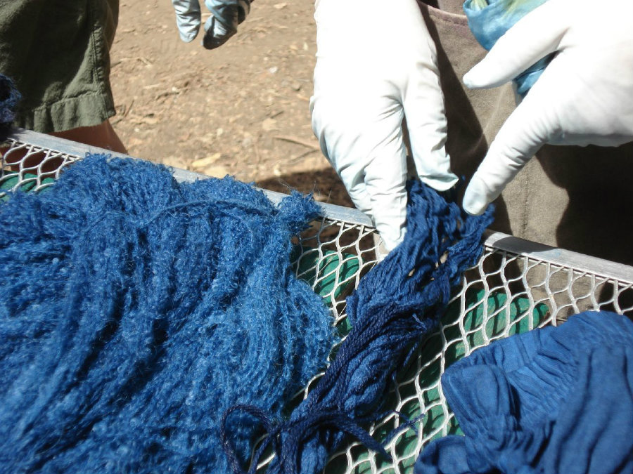 Currently, the largest processor of indigo dye is India, as the "I. tinctoria" plant species was successfully domesticated in the country. Photo credit: Learnnc.org