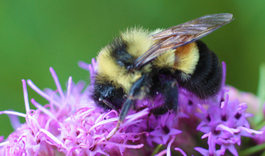 A research made by the Xerces Society has shown a sharp decline in rusty-patched bumblebee populations. Photo credit: Caroline Hlohowskyj / Chicago Wilderness