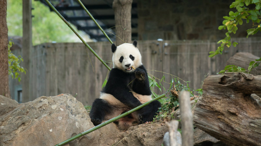 Bao Bao was born in August 2013, and it is the daughter of Mei Xiang and Tian Tia. Photo credit: Connor Padraic Mallon / The Smithsonian's National Zoo / NPR