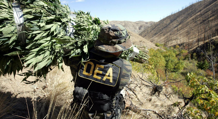 DEA) has worked with marijuana eradication programs all over the United States' territory. Photo credit: The Smoking Bud