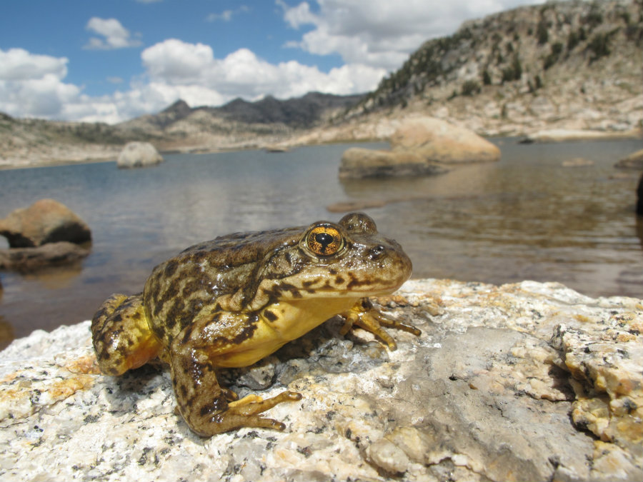 The Rana Sierrae's population has been decreasing in the national park for the last 100 years. Photo credit: Amphibia Care