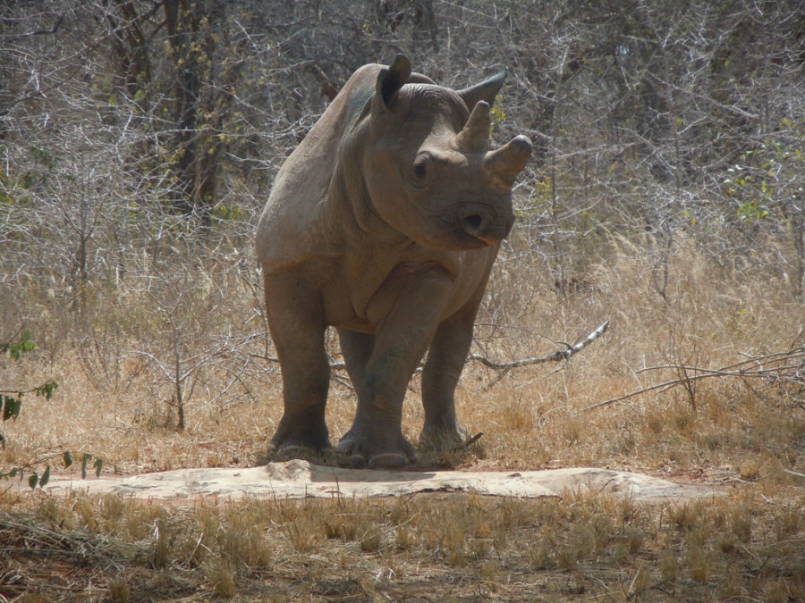 Grumeti exploring her new home in Africa four years ago. Photo credit: Prweb