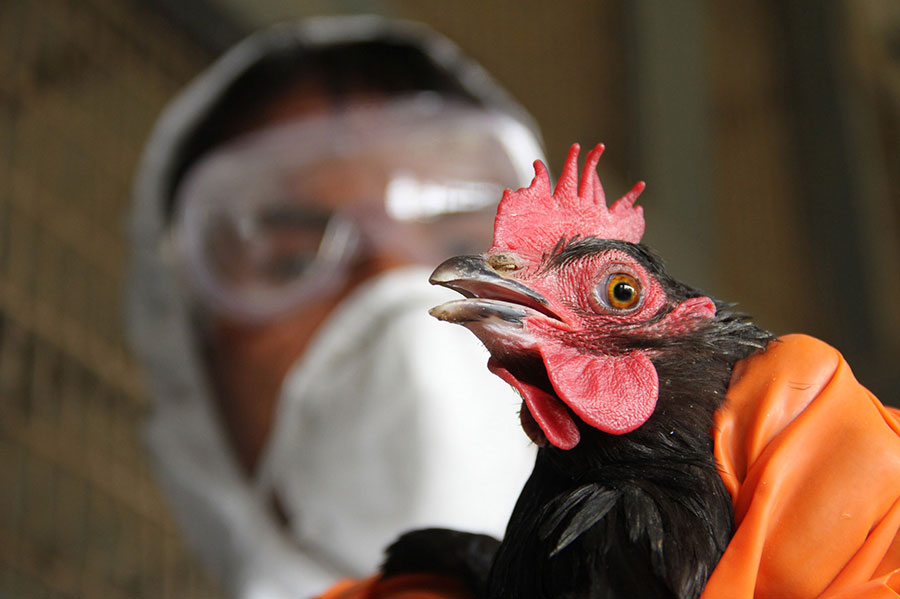 bird-flu-india