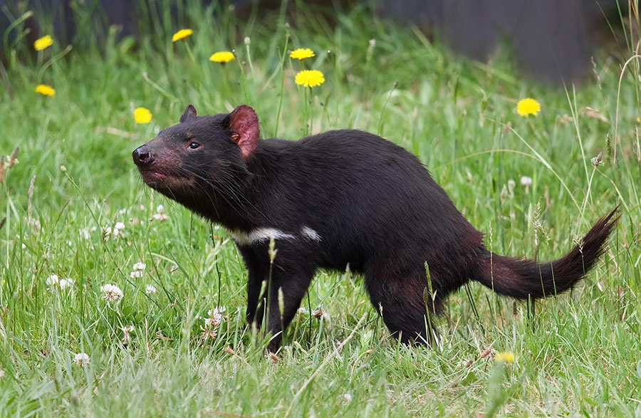 tasmania-devil