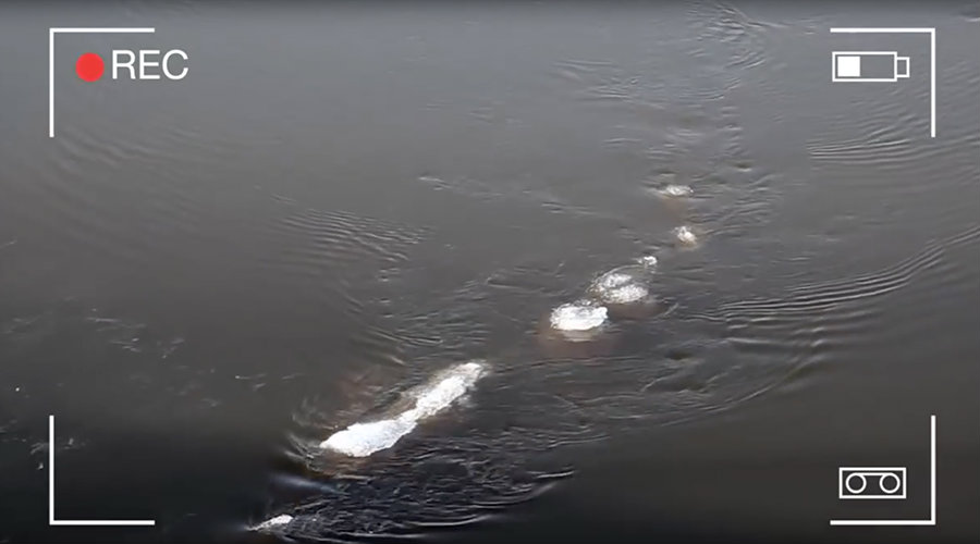 The creature swimming in the Chena River in Fairbanks, Alaska, was just ice. Photo credit: RT