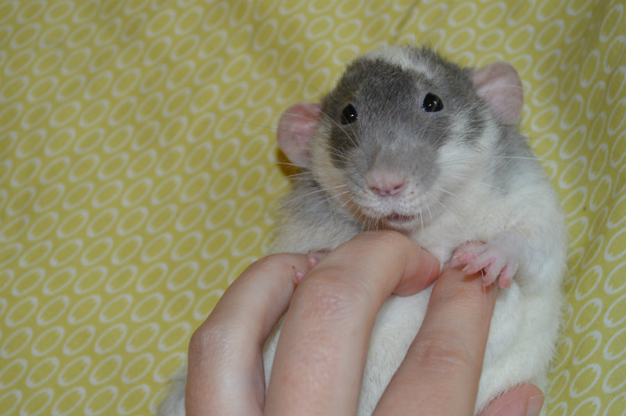 Rats emit ultrasonic giggles when tickled, now known as “joy jumps.” Photo credit: Pinterest