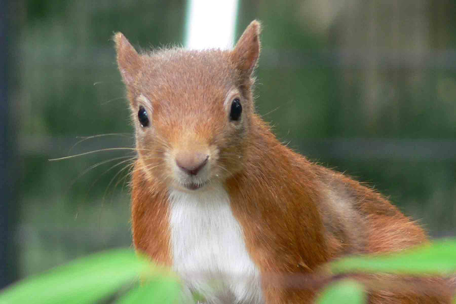 Scientists discovered that UK red squirrels are carriers of Mycobacterium leprae, the bacteria responsible for leprosy. Photo credit: Parkside Veterinary Group / Red-squirrels.co.uk